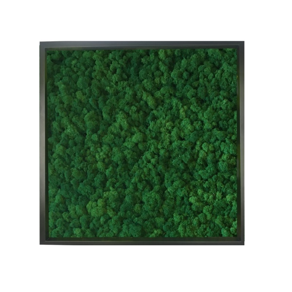 Framed Moss Painting - Moss Wall Art made of Preserved Finnish Reindeer Moss, Dark green Color in a 52x52cm Black wooden frame